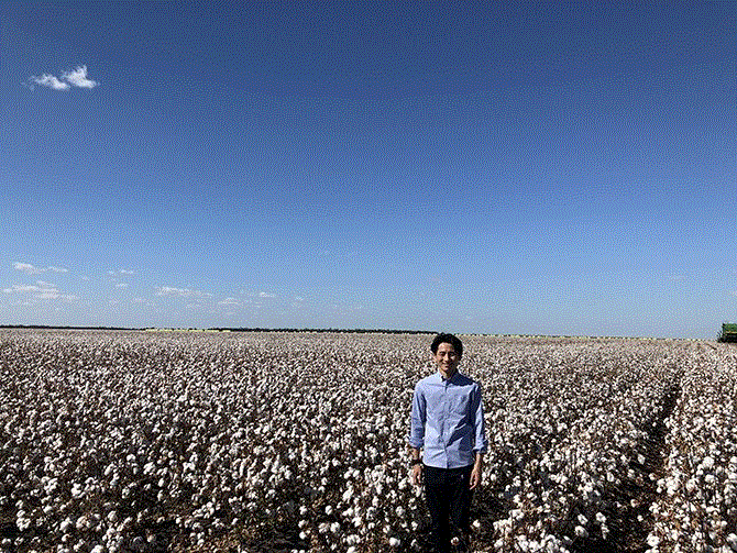 にほんの綿花栽培