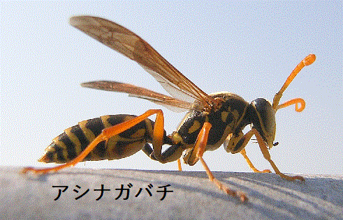 アシナガバチ