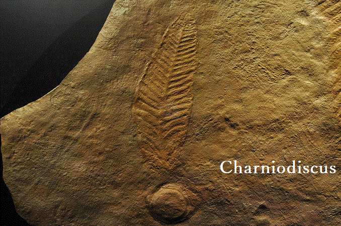 Charniodiscus