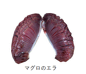 肺魚