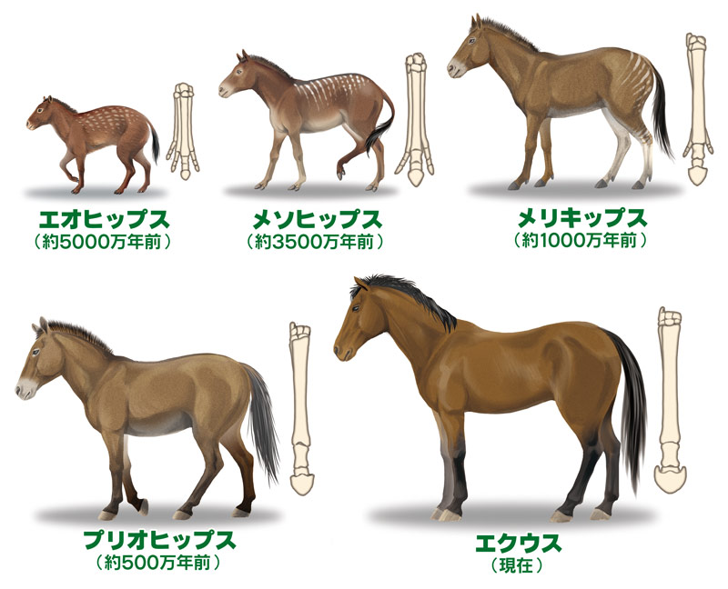 馬の進化